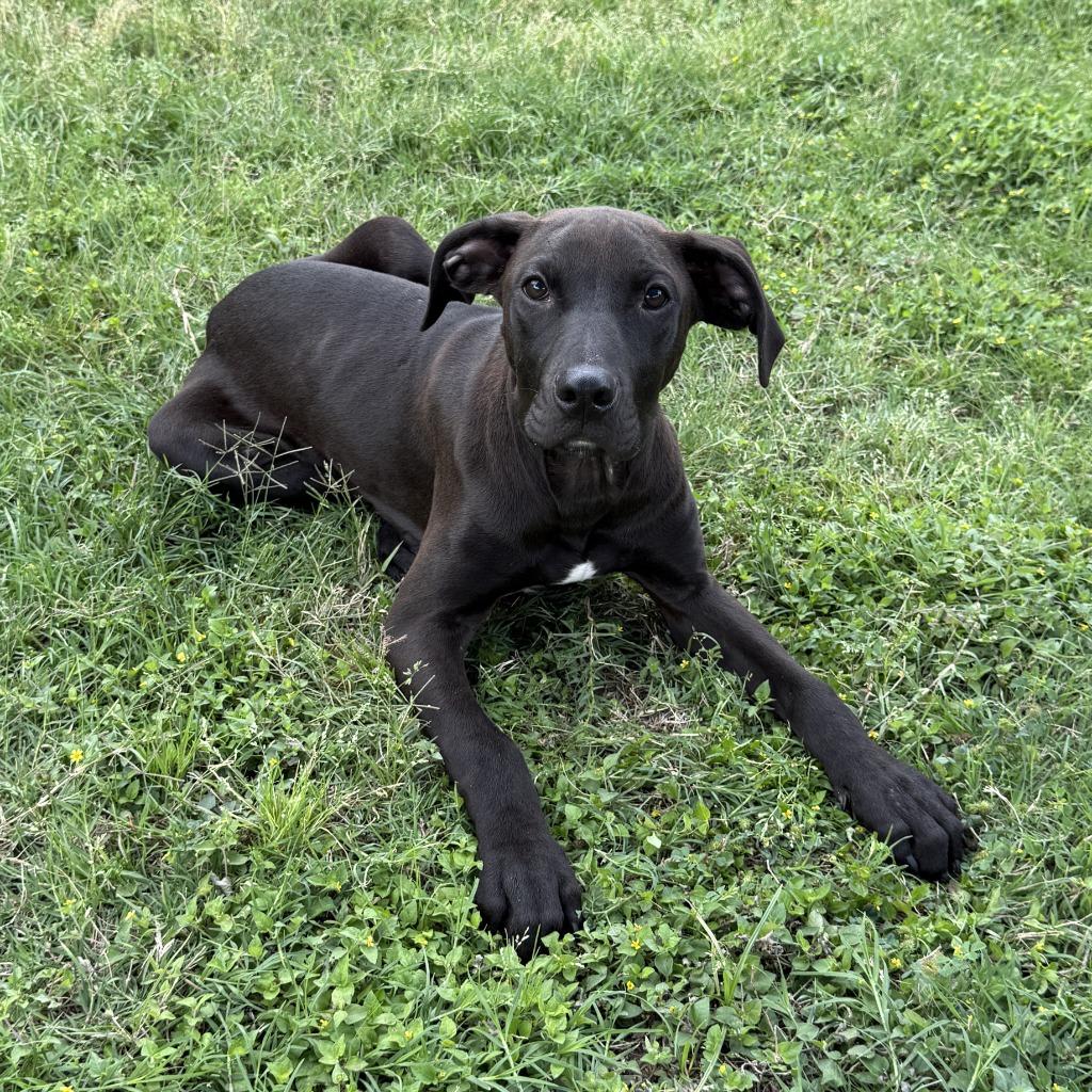 Arthur, a Adoptable mixed breed in Brenham, TX image 3/6