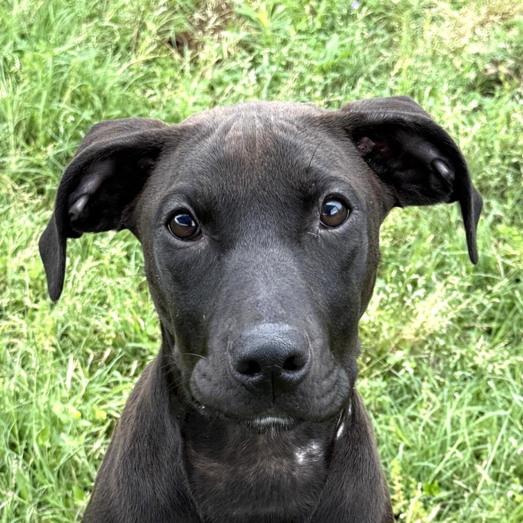 Arthur, a Adoptable mixed breed in Brenham, TX image 1/6