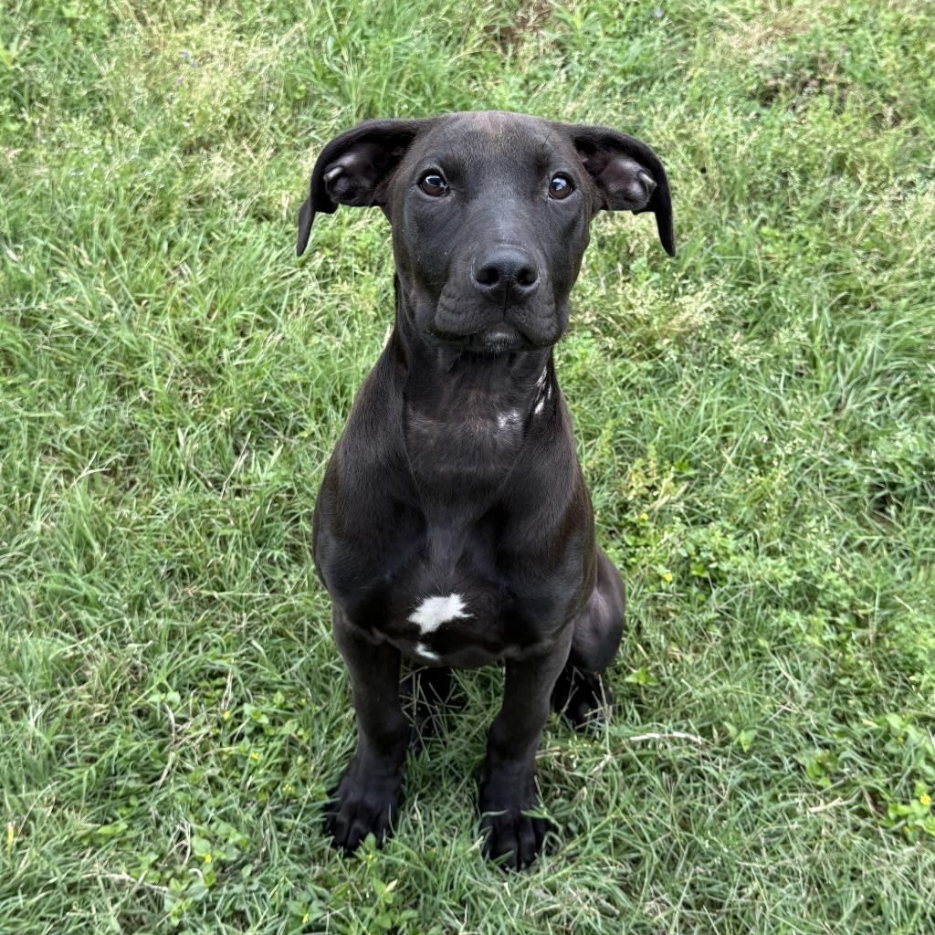 Arthur, a Adoptable mixed breed in Brenham, TX image 4/6