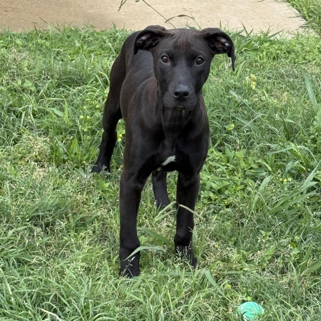 Arthur, a Adoptable mixed breed in Brenham, TX image 5/6