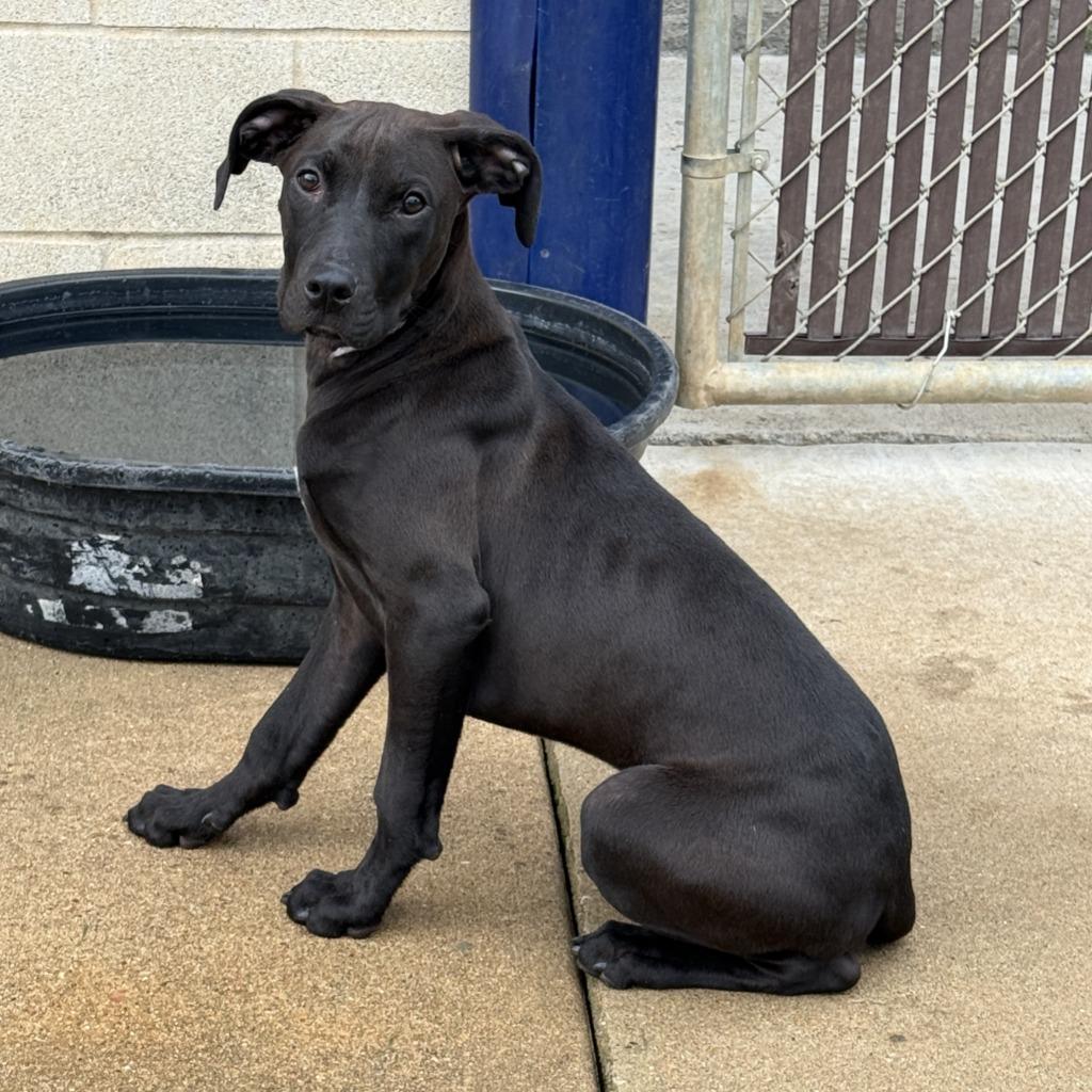 Arthur, a Adoptable mixed breed in Brenham, TX image 6/6