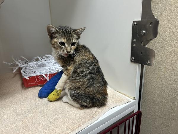 Cheddar, Adoptable, Kitten Female Domestic Short Hair.