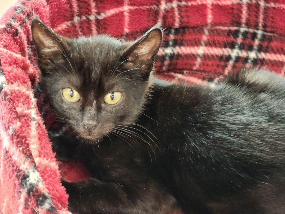 Thanos, an adopted Domestic Short Hair in Okatie, SC_image-1