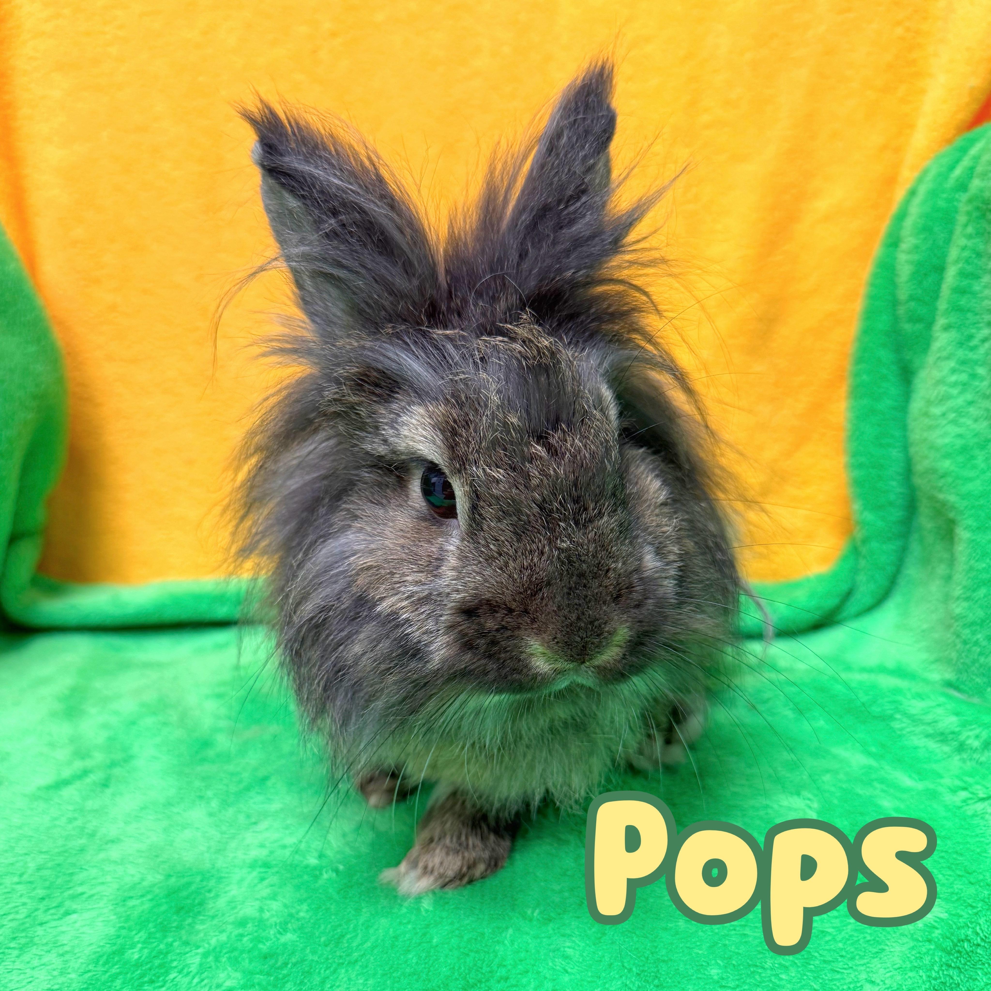 Enlarge Pops, an adopted Lionhead in Roseville, CA image 1/1