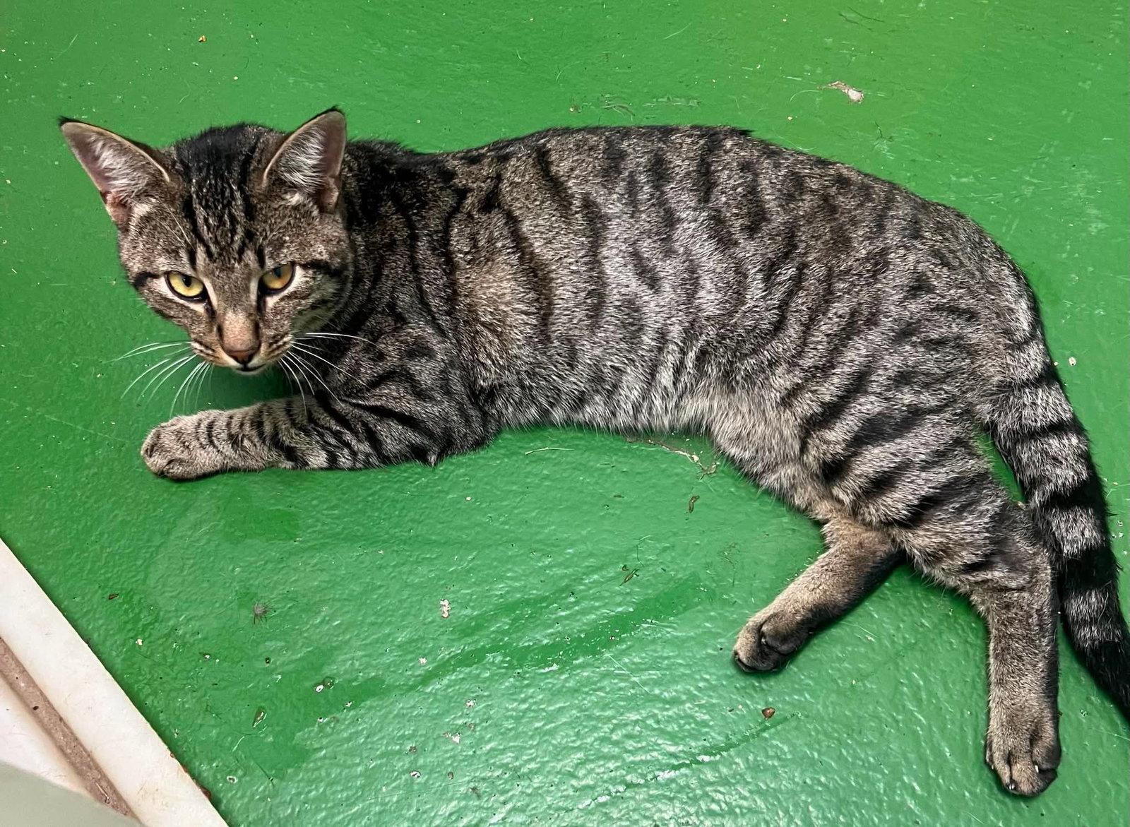 Neil - Not at shelter (Martha), Adopted, Adult Male Domestic Short Hair.