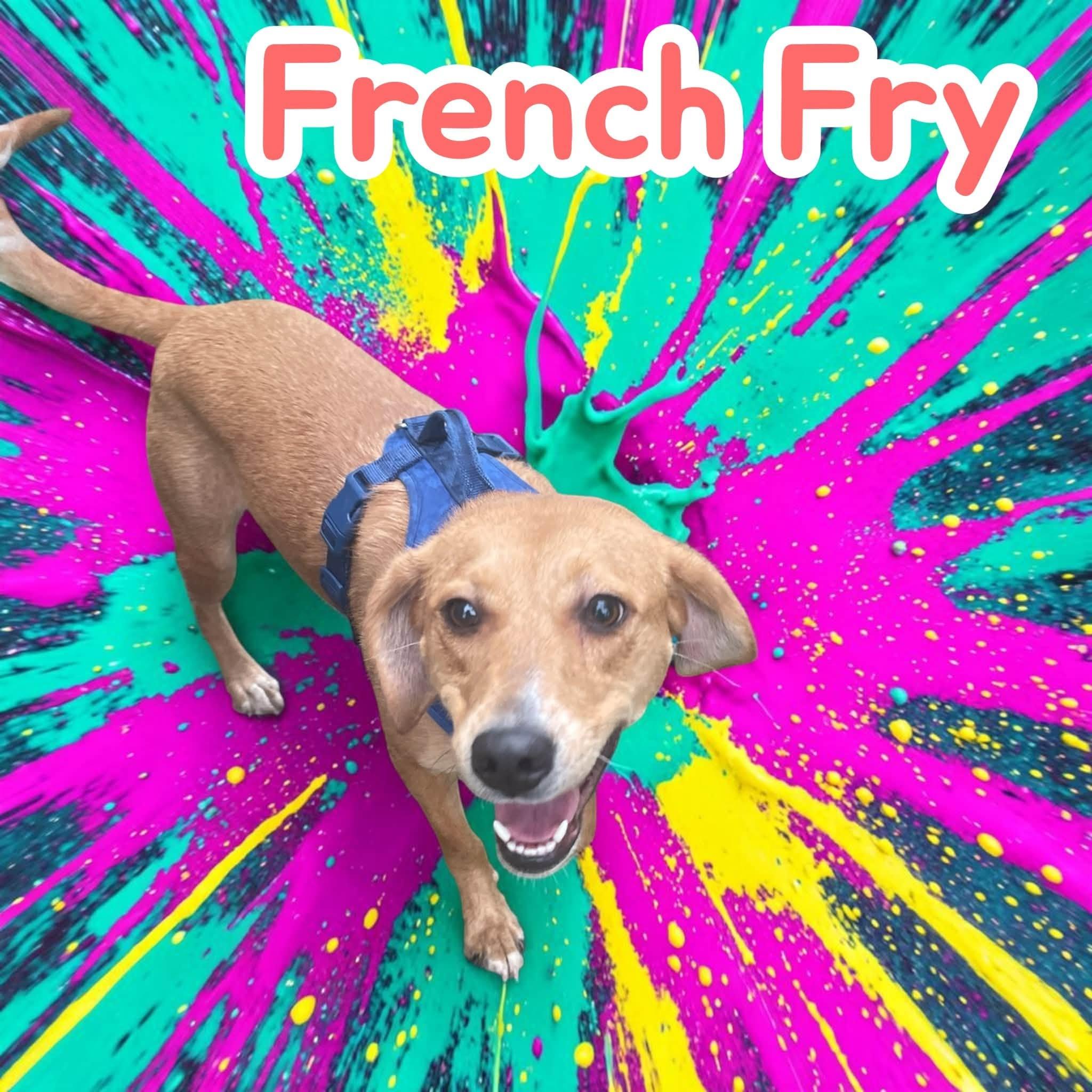 Enlarge French Fry - Playful Coonhound Cutie. Professionally Trained, Great w/ Dogs, a Adoptable Coonhound in Chattanooga, TN image 2/4