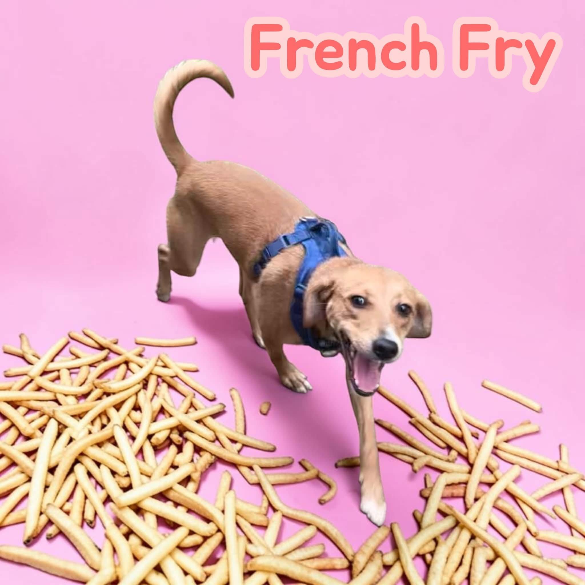 Enlarge French Fry - Playful Coonhound Cutie. Professionally Trained, Great w/ Dogs, a Adoptable Coonhound in Chattanooga, TN image 4/4