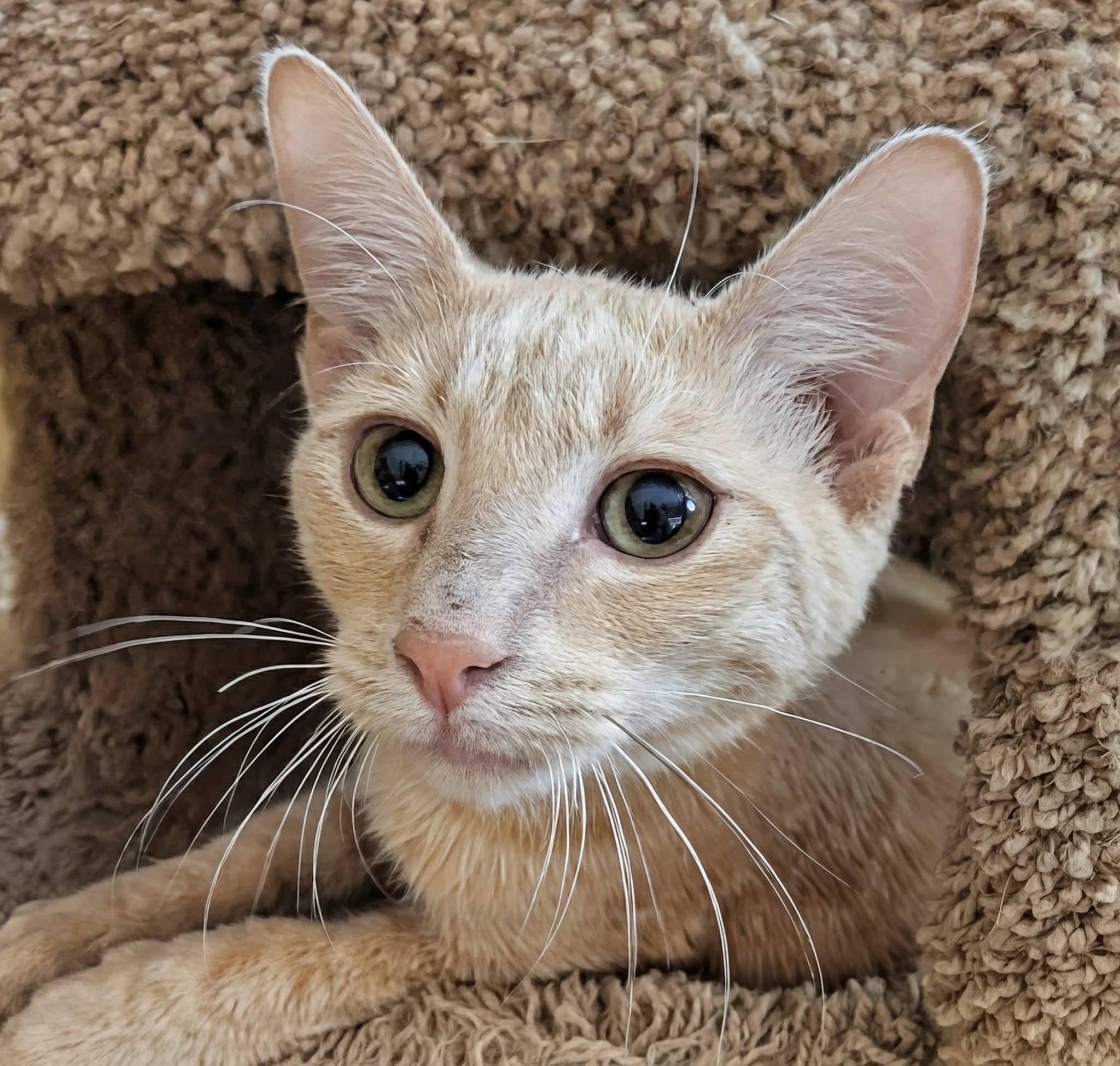 WinCo, a ADOPTABLE Domestic Short Hair in Queen Creek, AZ image 6/6