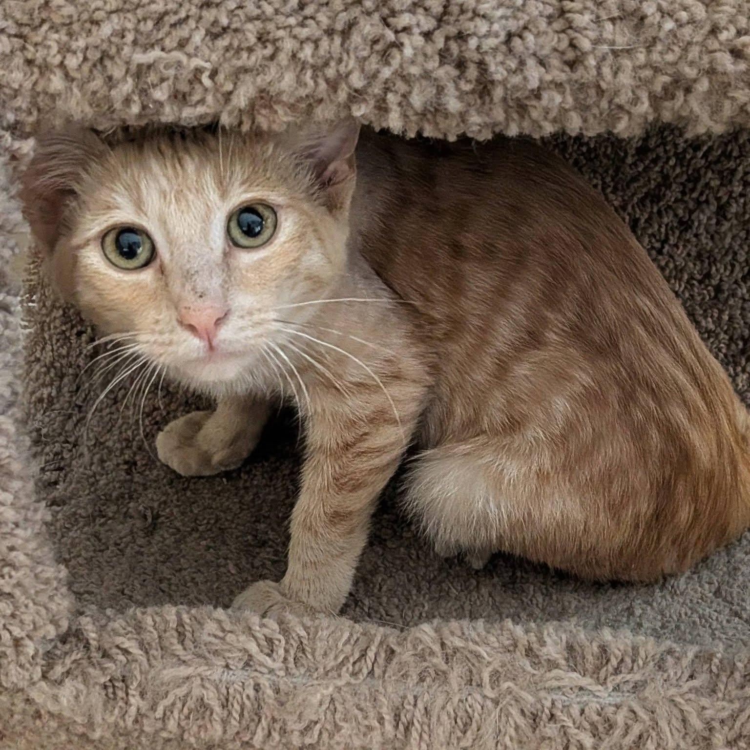 WinCo, a ADOPTABLE Domestic Short Hair in Queen Creek, AZ image 3/6