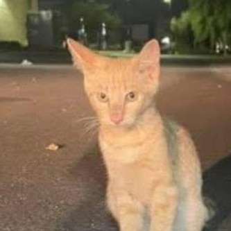 WinCo, a ADOPTABLE Domestic Short Hair in Queen Creek, AZ image 4/6