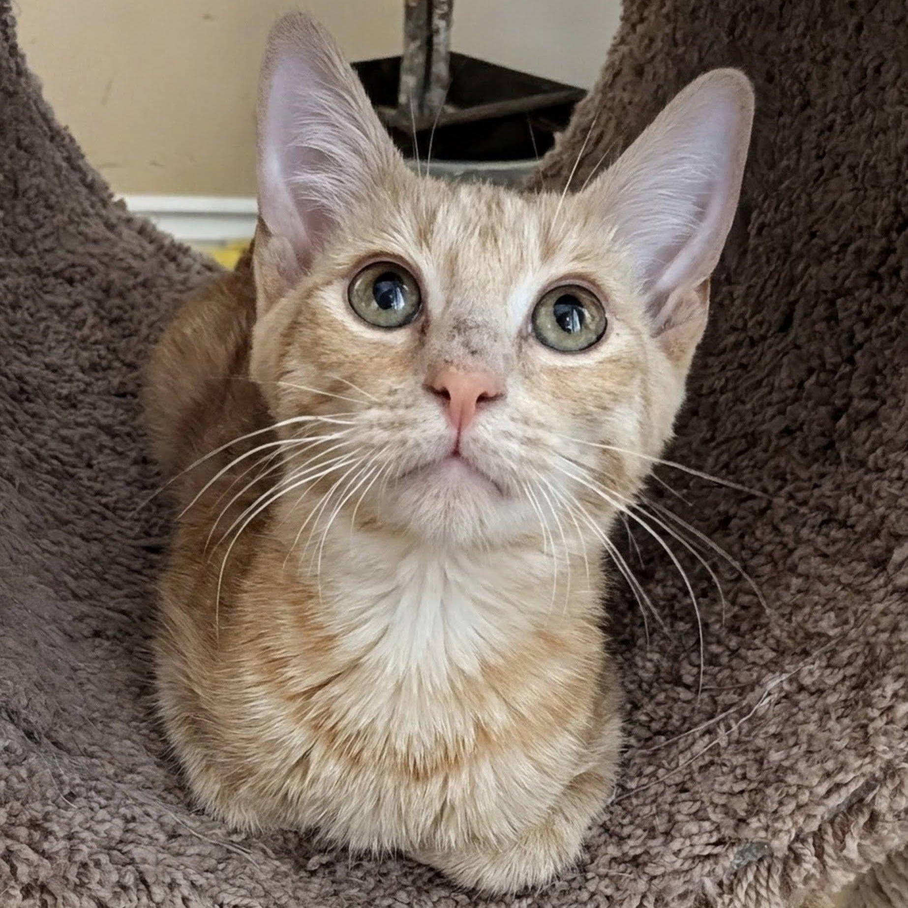 WinCo, a ADOPTABLE Domestic Short Hair in Queen Creek, AZ image 5/6