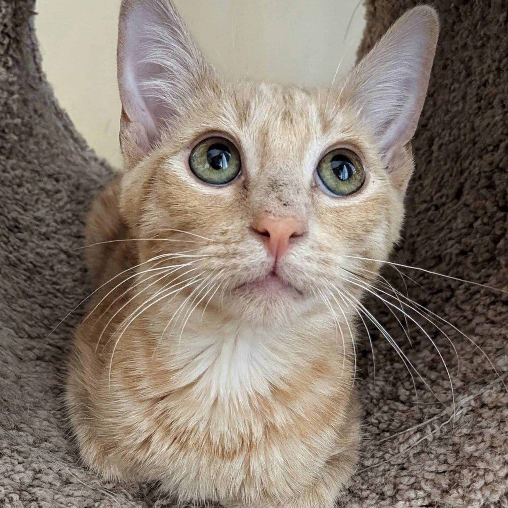 WinCo, a ADOPTABLE Domestic Short Hair in Queen Creek, AZ image 2/6
