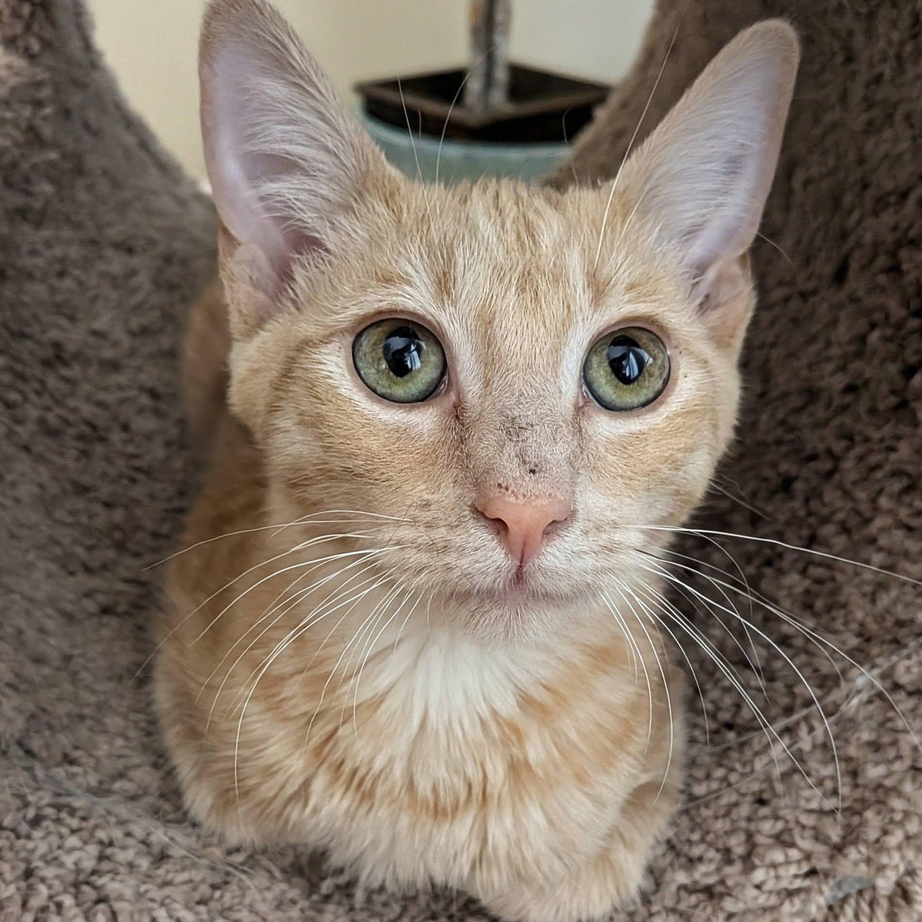 WinCo, ADOPTABLE, Kitten Male Domestic Short Hair.