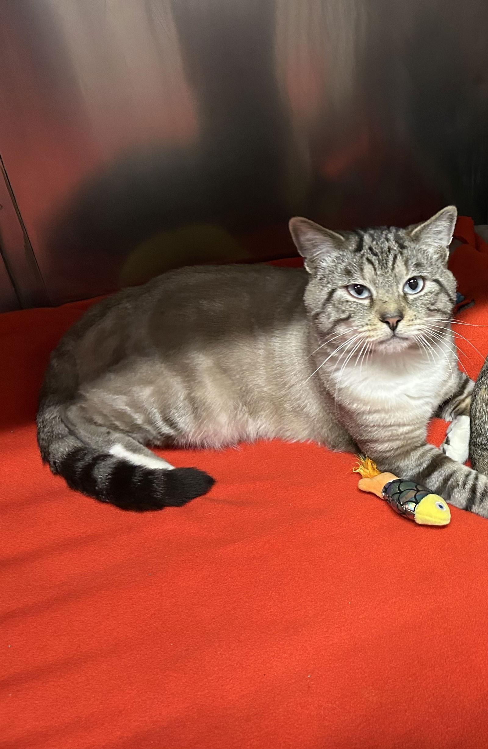 Levi, Adoptable, Adult Male Siamese.