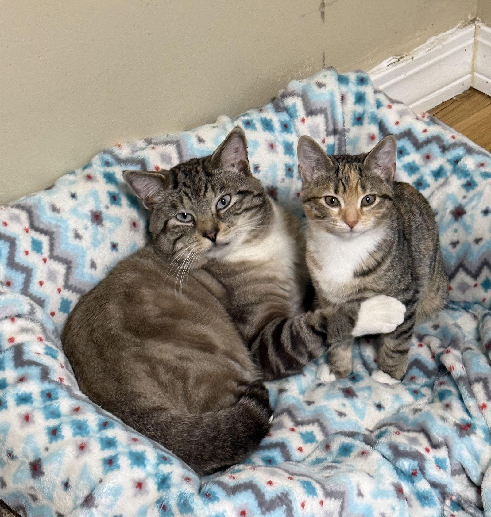 Enlarge Levi, a Adoptable Siamese in East Derry, NH image 2/3