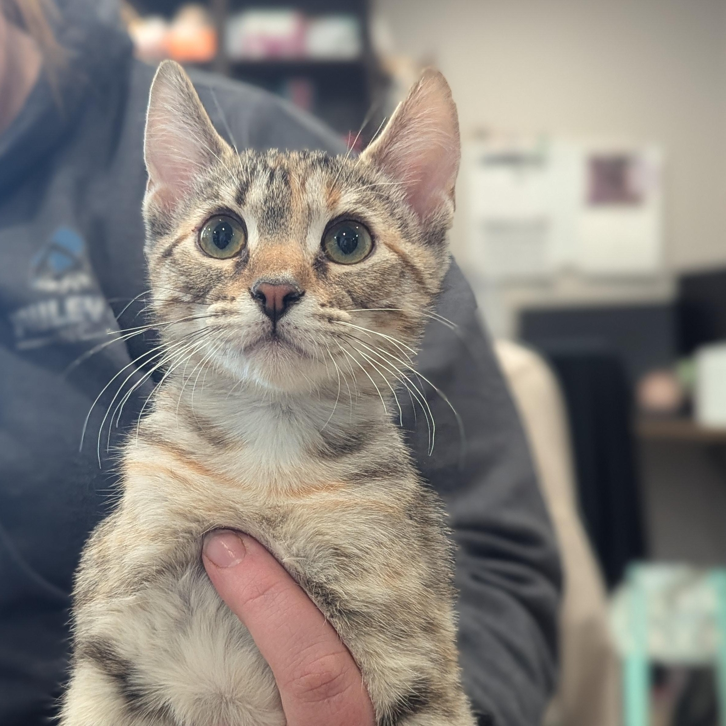 Shark, ADOPTABLE, Kitten Female Domestic Short Hair.