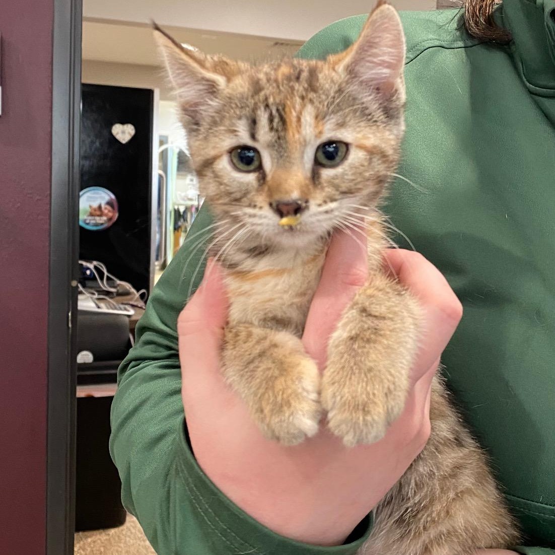Shark, ADOPTABLE, Young Female Tortoiseshell.