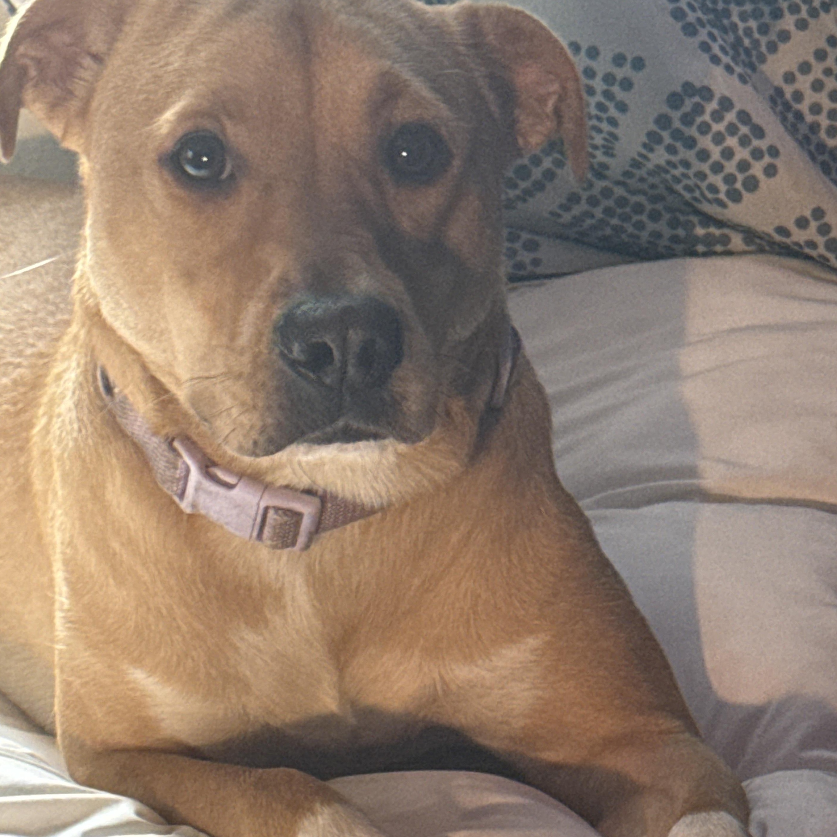 Enlarge Jelly, a Adoptable mixed breed in Orlando, FL image 4/5