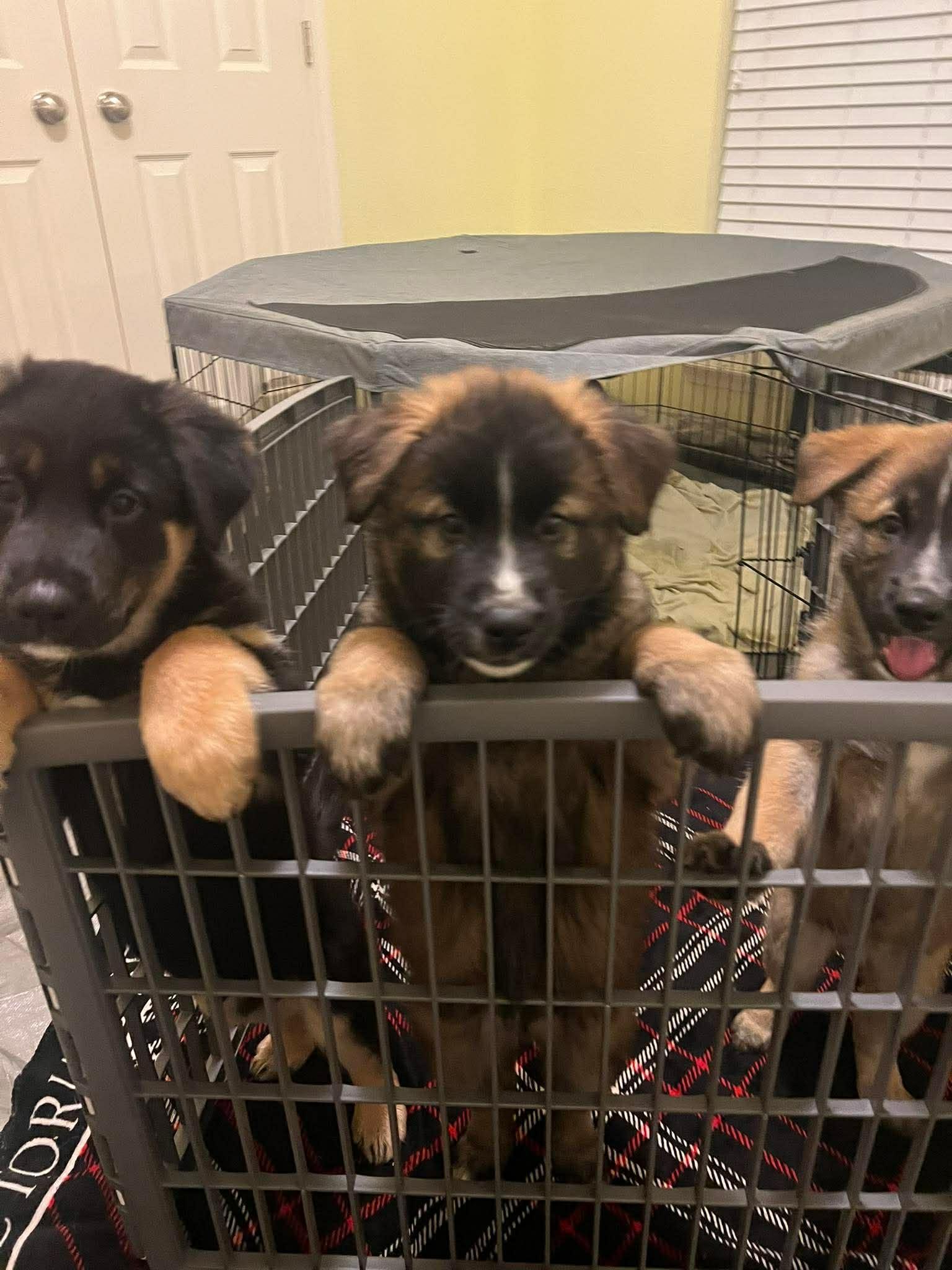 Enlarge Nancy, a ADOPTABLE mixed breed in Blue Bell, PA image 3/5