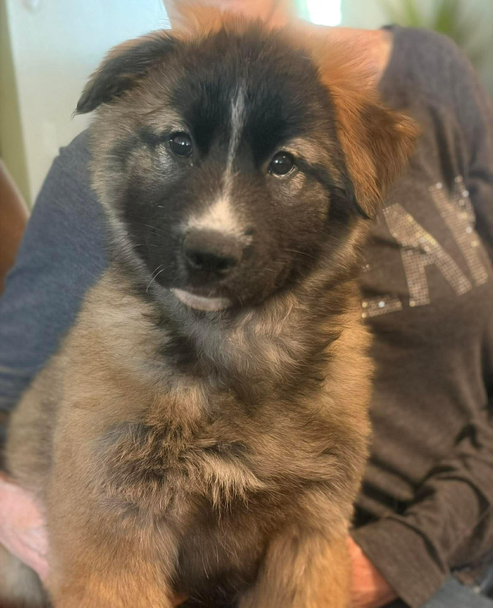 Enlarge Nancy, a ADOPTABLE mixed breed in Blue Bell, PA image 2/5