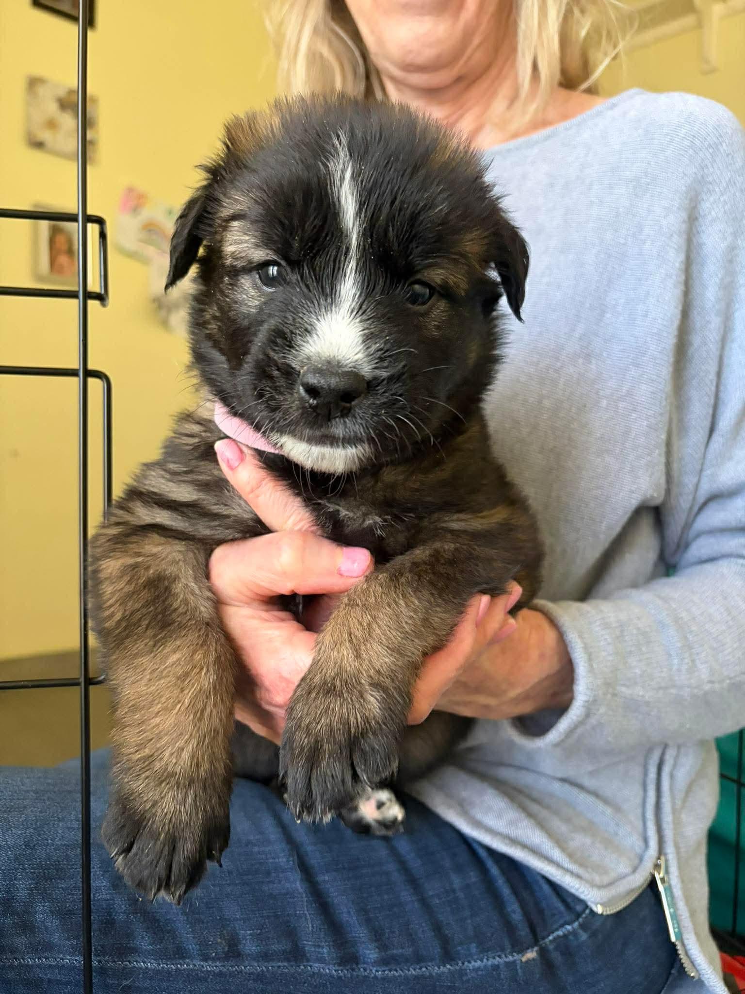 Enlarge Nancy, a ADOPTABLE mixed breed in Blue Bell, PA image 4/4