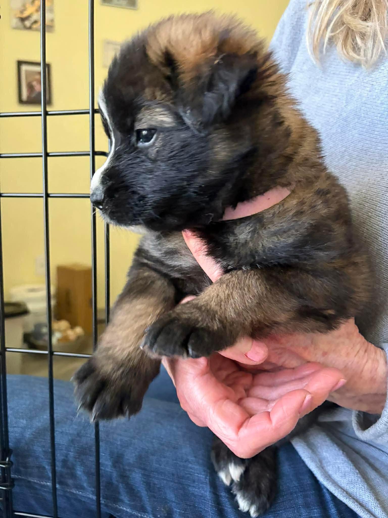 Enlarge Nancy, a ADOPTABLE mixed breed in Blue Bell, PA image 2/4