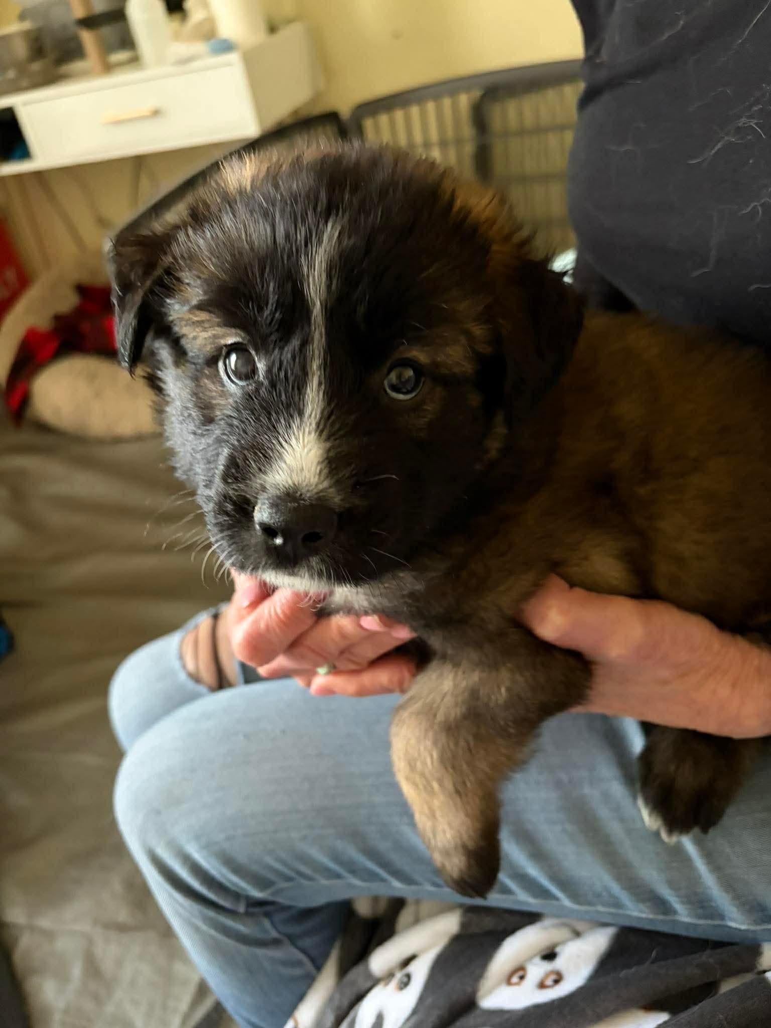 Nancy, ADOPTABLE, Puppy Female Shepherd & Corgi.