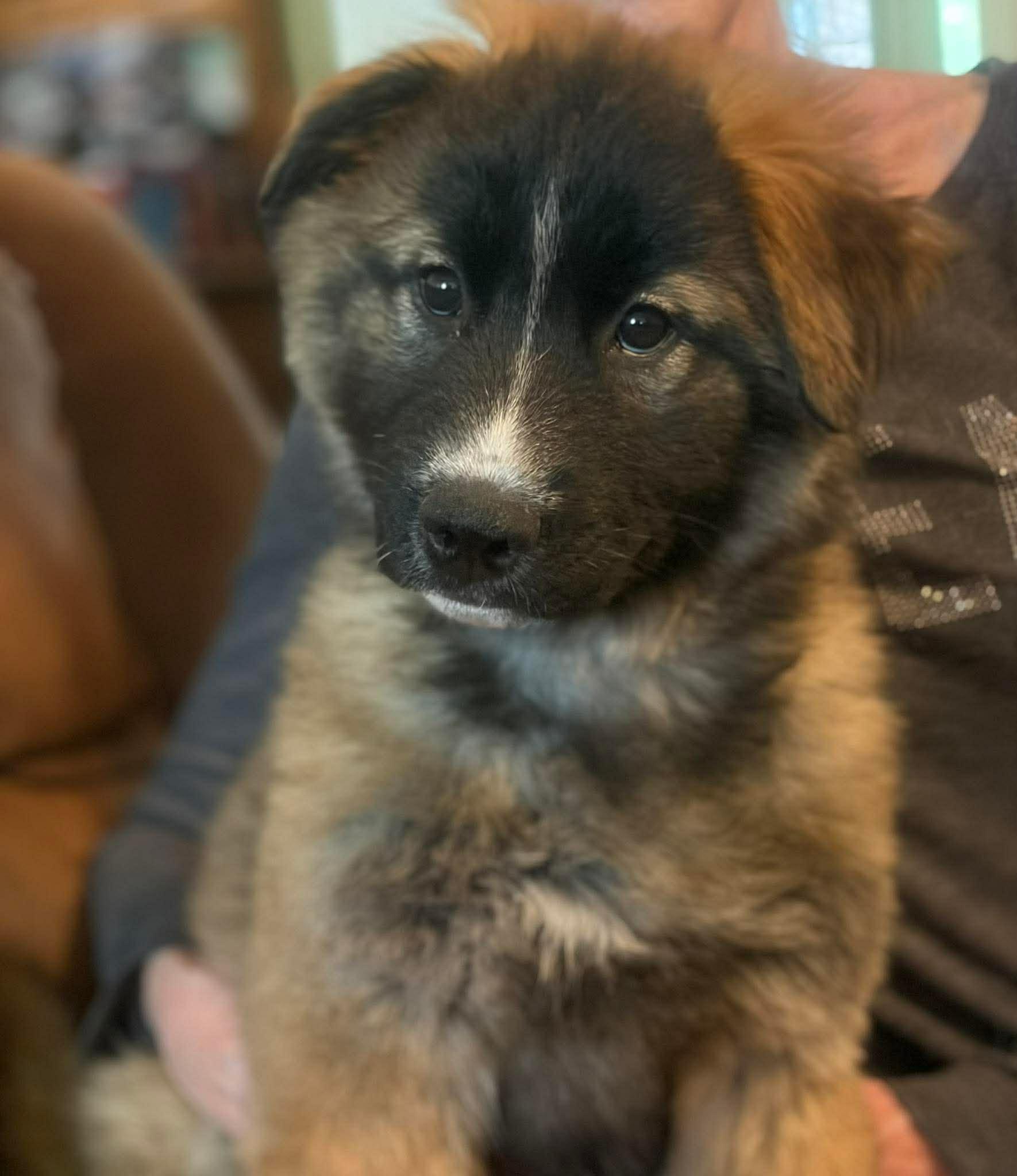 Nancy, ADOPTABLE, Puppy Female Shepherd & Corgi.