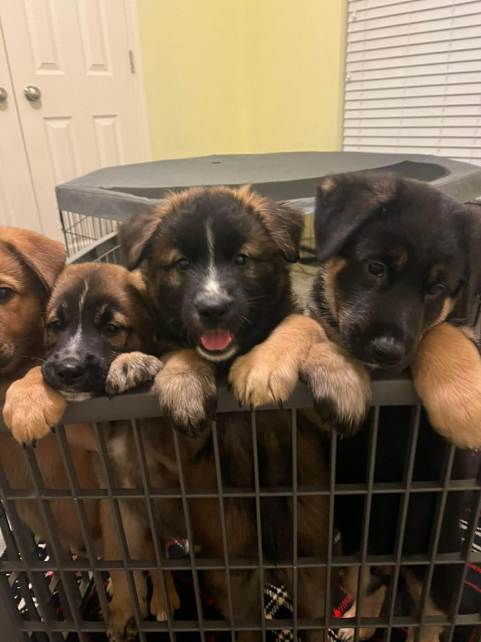 Enlarge Nancy, a ADOPTABLE mixed breed in Blue Bell, PA image 4/5