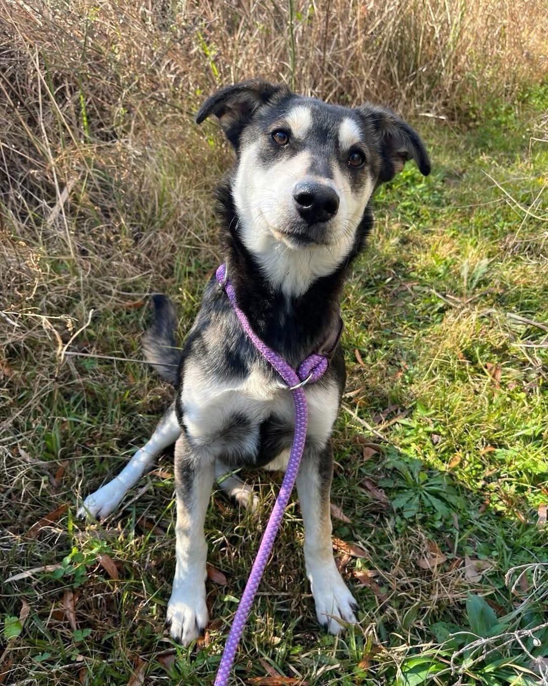 Enlarge Bell`, a ADOPTABLE mixed breed in St. Albans, VT image 2/2