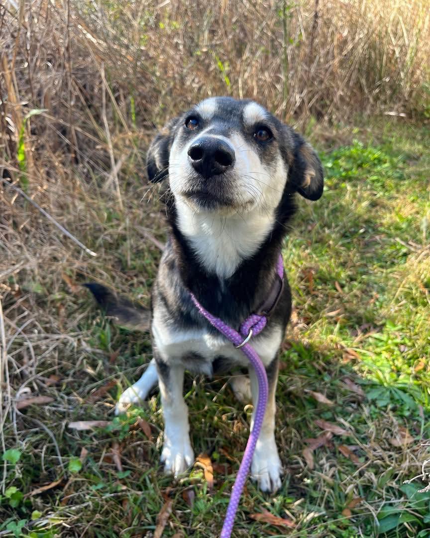 Bell`, ADOPTABLE, Young Female Shepherd.