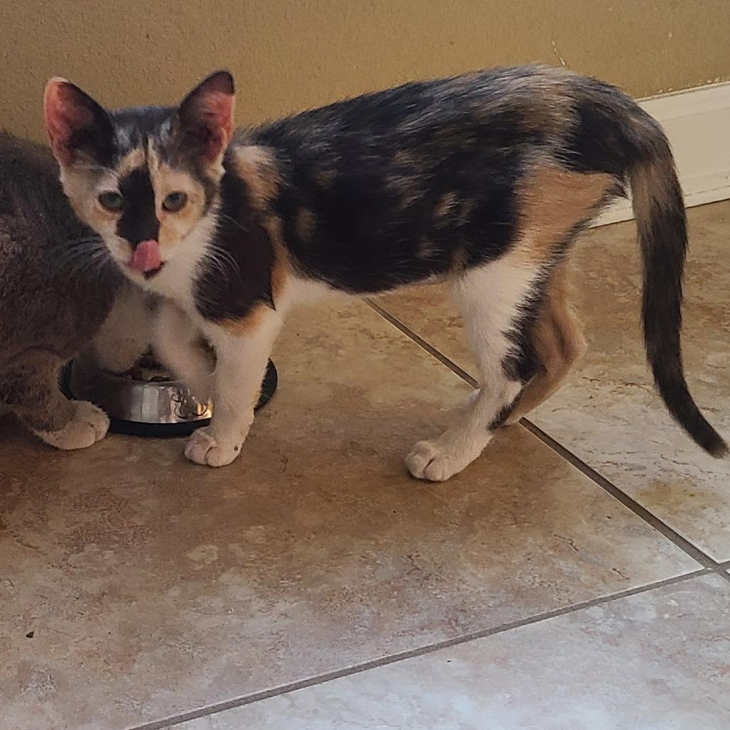 Lillian, Adoptable, Kitten Female Domestic Short Hair.