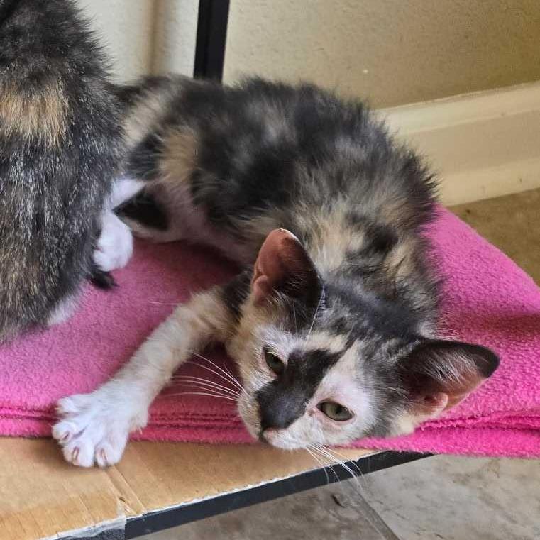 Lillian, a Adoptable Domestic Short Hair in Tallahassee, FL image 3/4