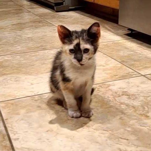 Lillian, a Adoptable Domestic Short Hair in Tallahassee, FL image 4/4