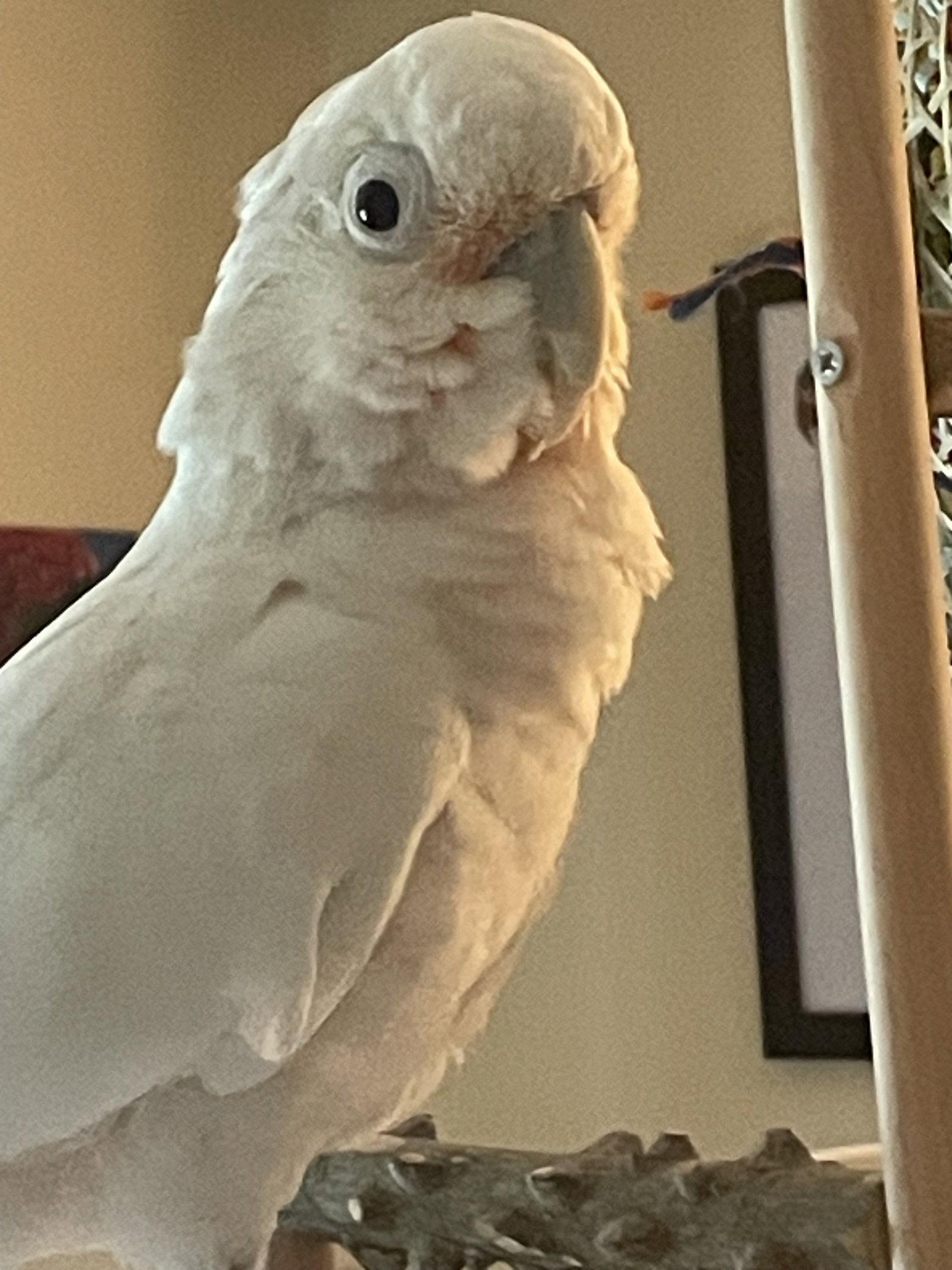 Enlarge Peanut, a Adoptable Cockatoo in Belford, NJ image 3/3