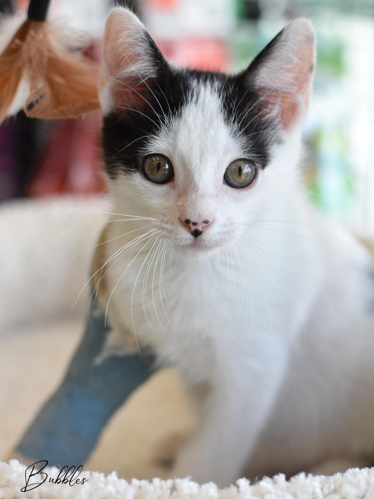 Bubbles, Adopted, Kitten Male Domestic Medium Hair.