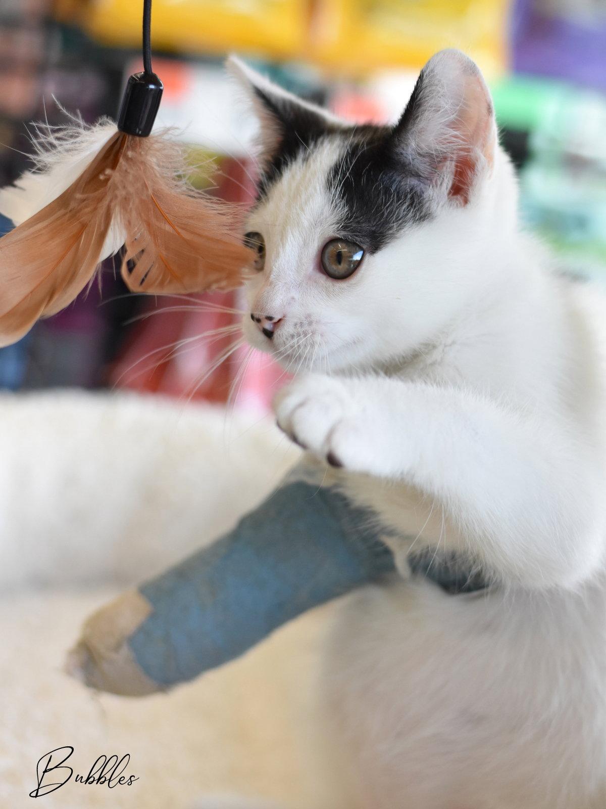 Enlarge Bubbles, a Adopted Domestic Medium Hair in Montgomery, TX image 2/3