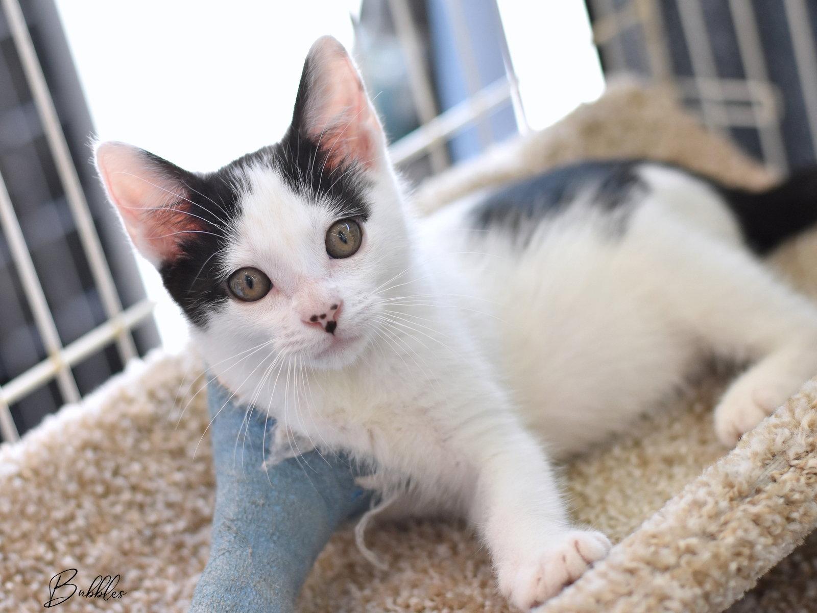 Enlarge Bubbles, a Adopted Domestic Medium Hair in Montgomery, TX image 3/3
