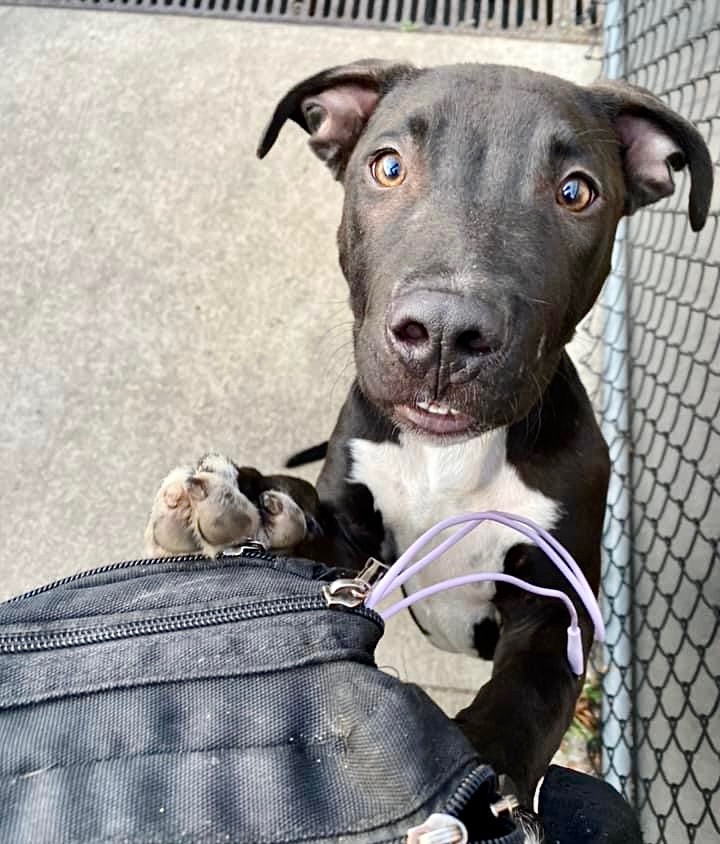 Walker, Baby Male Pit Bull Terrier