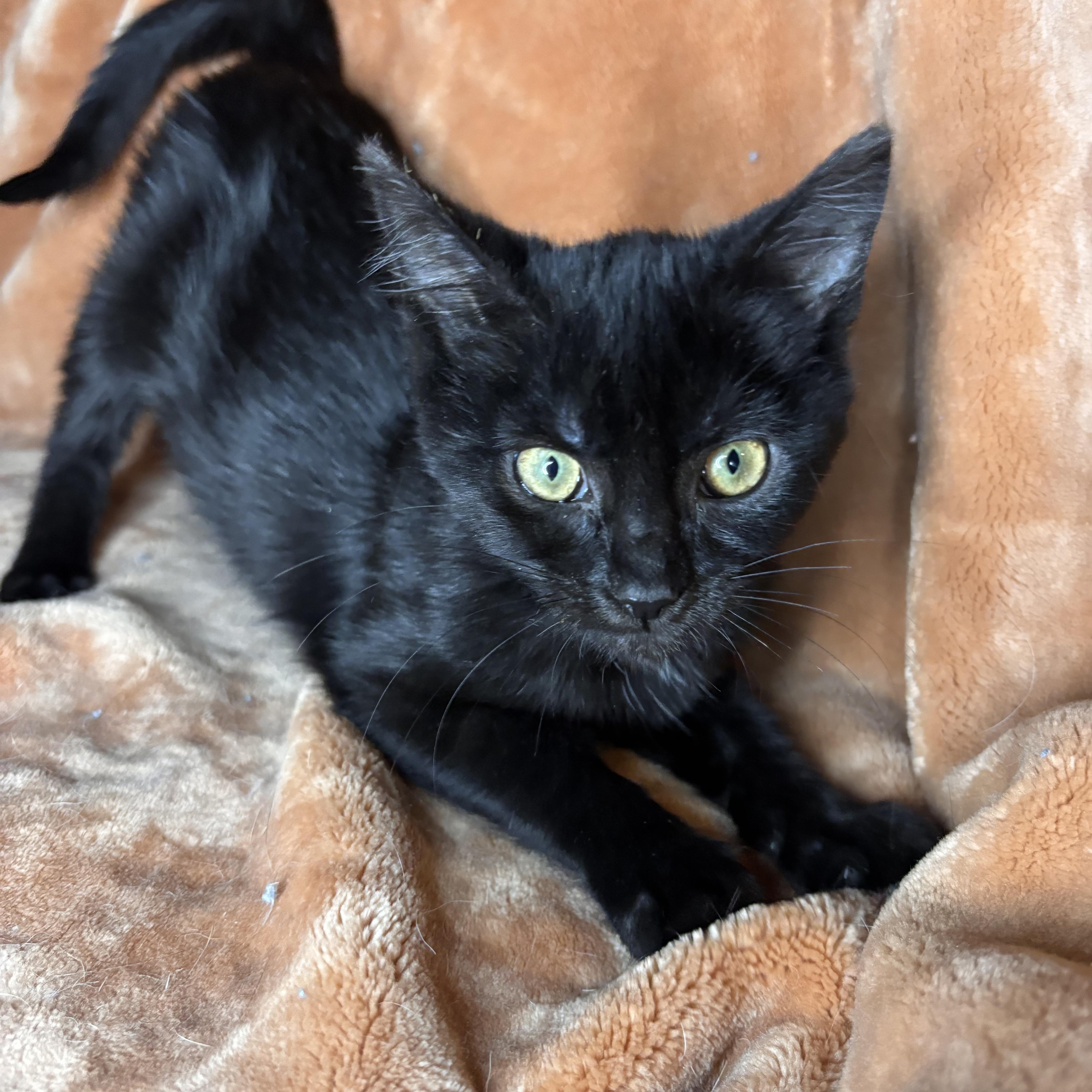 Enlarge Erma, a ADOPTABLE mixed breed in Woodlawn, TN image 2/3