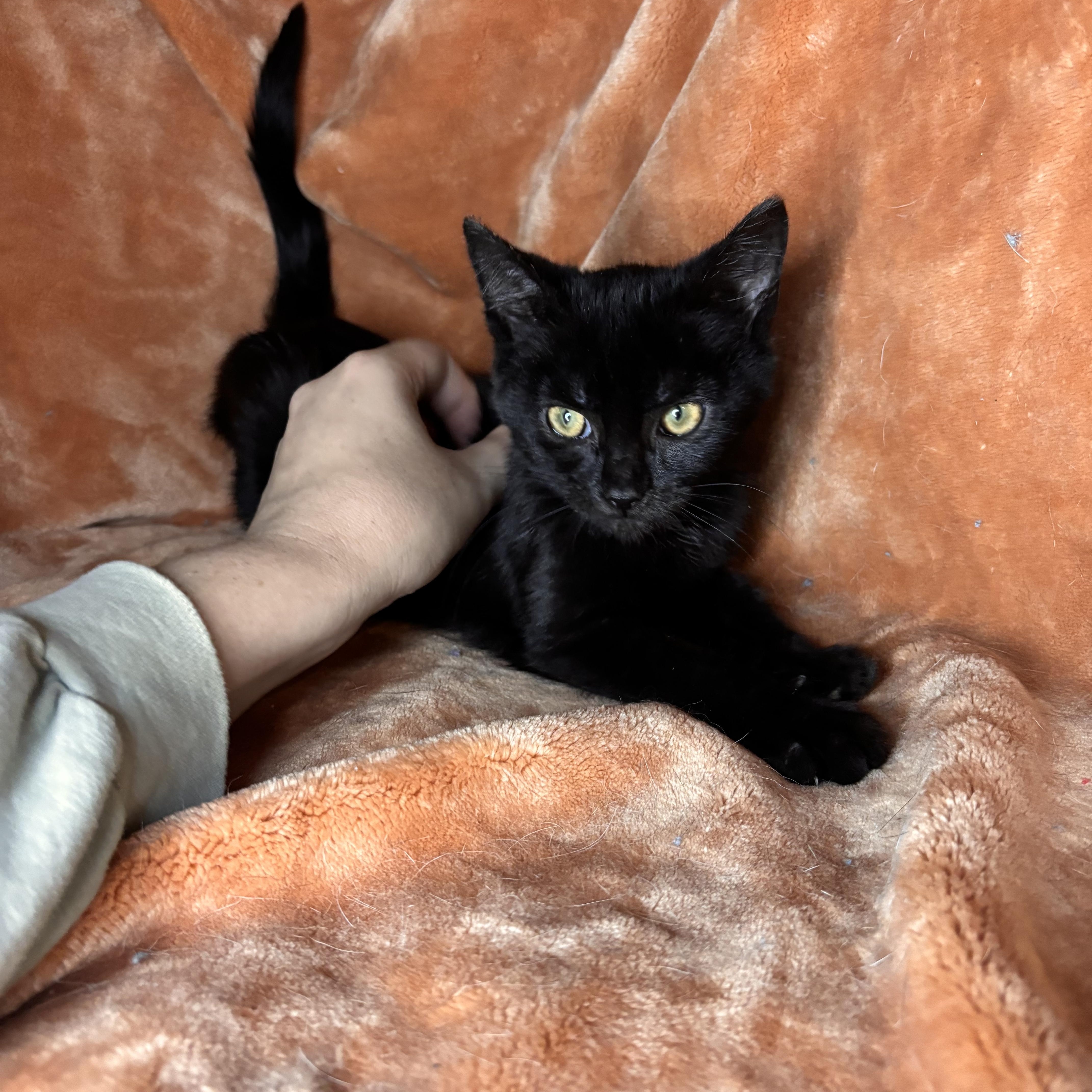 Enlarge Erma, a ADOPTABLE mixed breed in Woodlawn, TN image 3/3