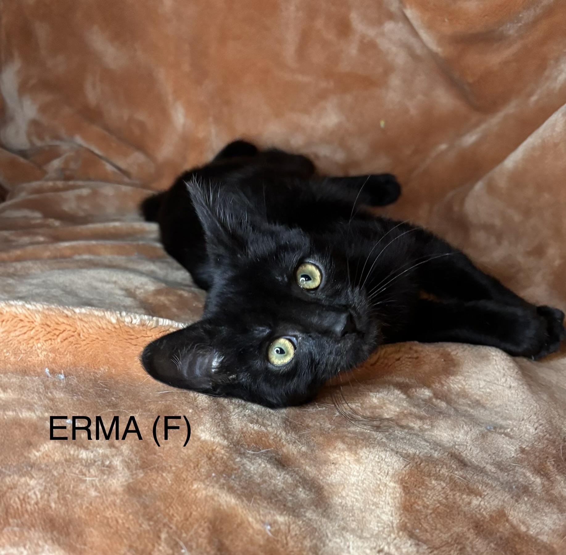 Enlarge Erma, a ADOPTABLE mixed breed in Woodlawn, TN image 1/3