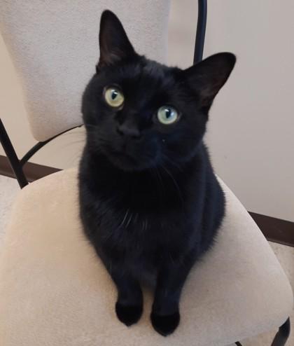 Enlarge Rootie, a Adoptable Domestic Short Hair in Erin, ON image 1/1