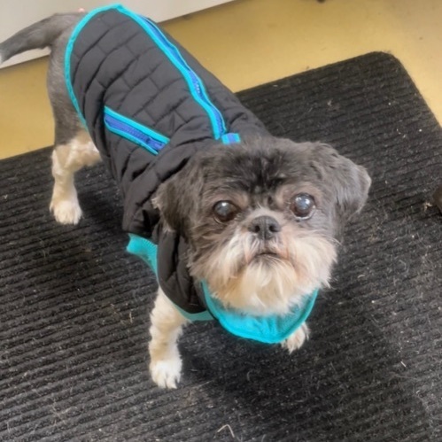 Benny and Cody, Adopted, Senior Male Shih Tzu & Miniature Poodle.