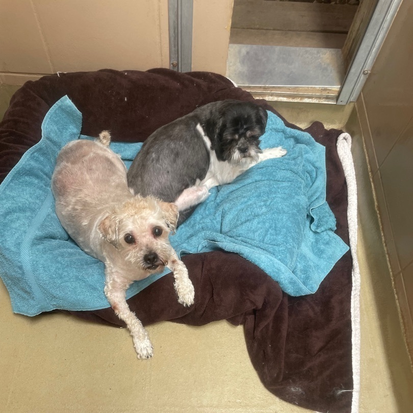 Enlarge Benny and Cody, a Adopted mixed breed in Mansfield, ON image 2/5