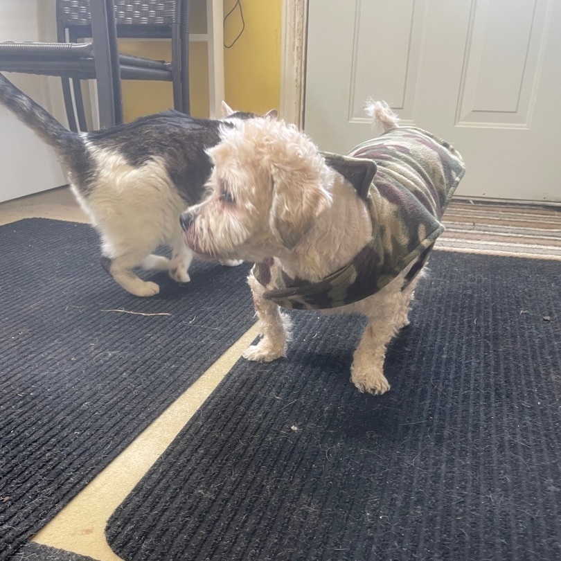 Enlarge Benny and Cody, a Adopted mixed breed in Mansfield, ON image 4/5