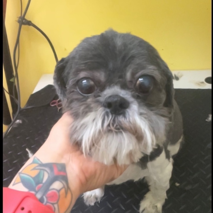 Enlarge Benny and Cody, a Adopted mixed breed in Mansfield, ON image 5/5