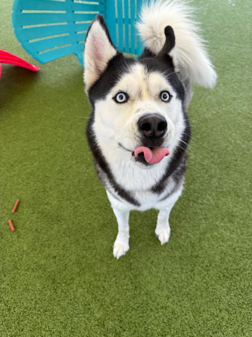 Enlarge Knight, a Adoptable Husky in Hays, KS image 5/6