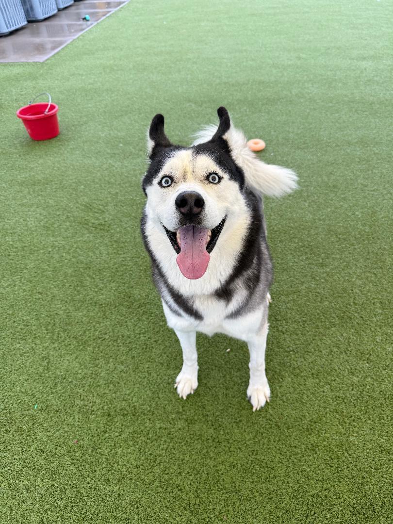 Enlarge Knight, a Adoptable Husky in Hays, KS image 3/6