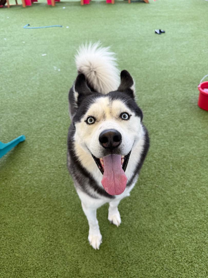 Enlarge Knight, a Adoptable Husky in Hays, KS image 1/6